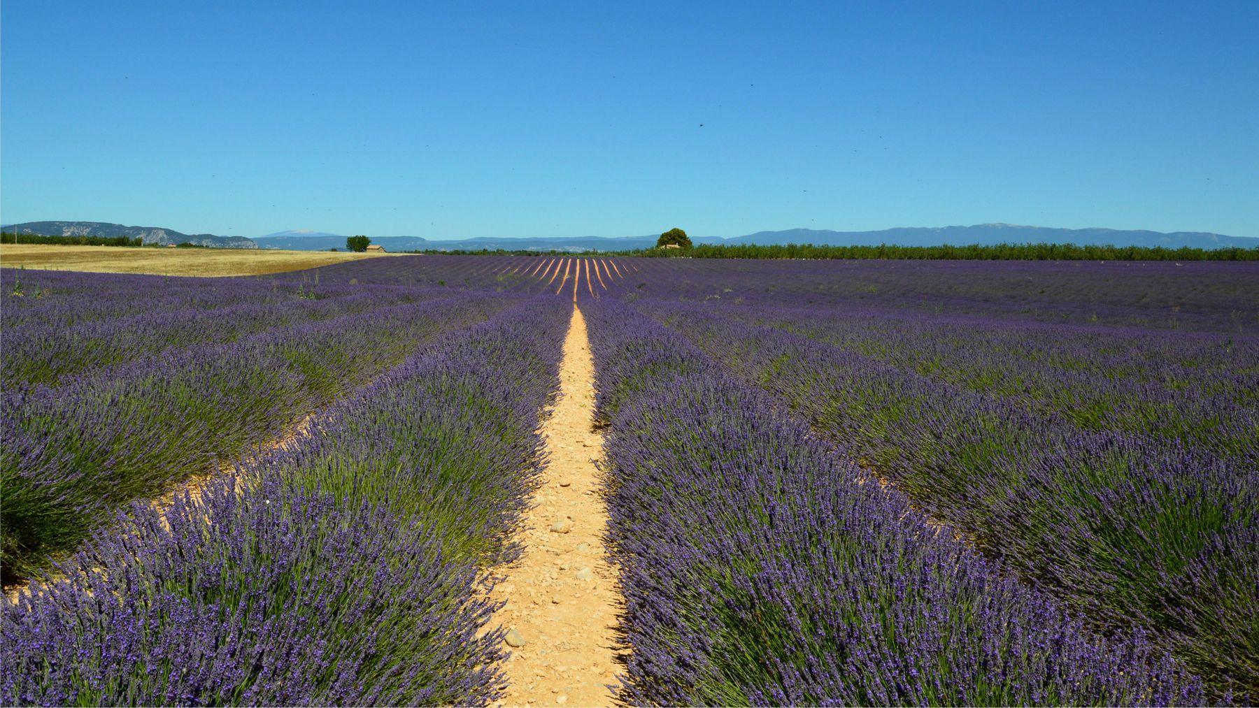 Champ de lavande en Provence